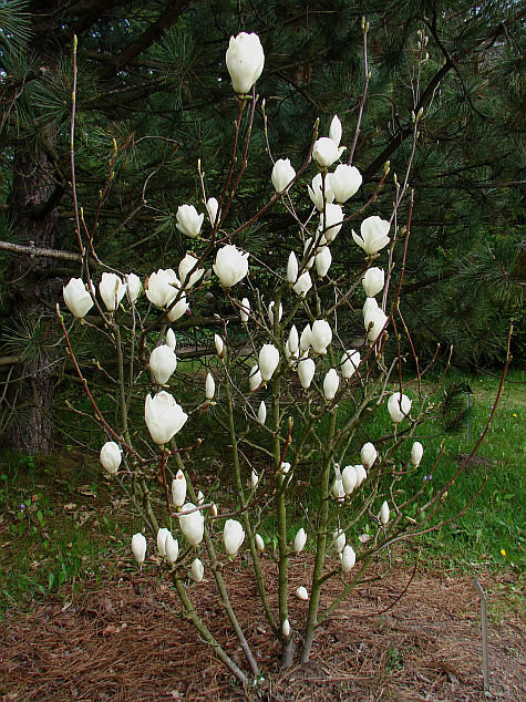 Magnolia soulangeana ''Alba Superba'' (MAGNOLIJA)