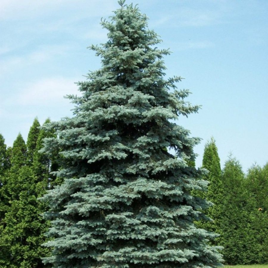 Picea pungens "Glauca" (ASĀ SUDRABA EGLE)