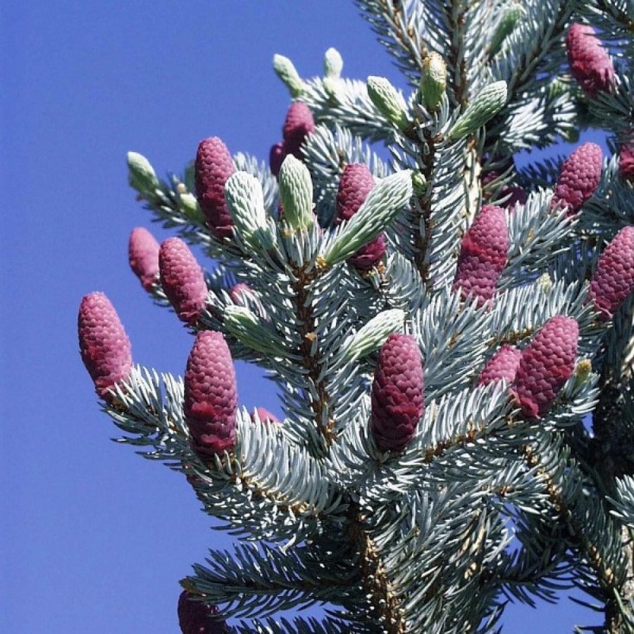 Picea pungens "Glauca" (ASĀ SUDRABA EGLE)