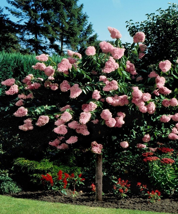 Hydrangea paniculata ''Pink Diamond'' (SKARAINĀ HORTENZIJA)