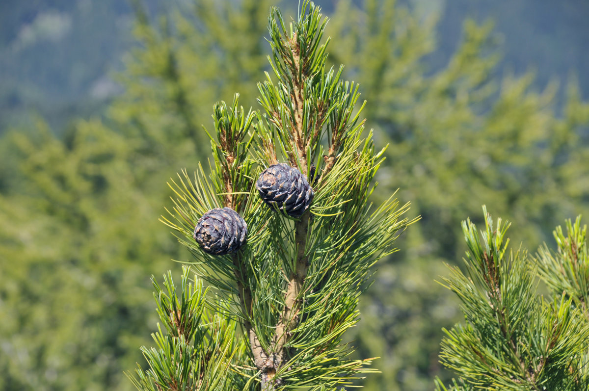 Pinus cembra (EIROPAS CIDRU PRIEDE)