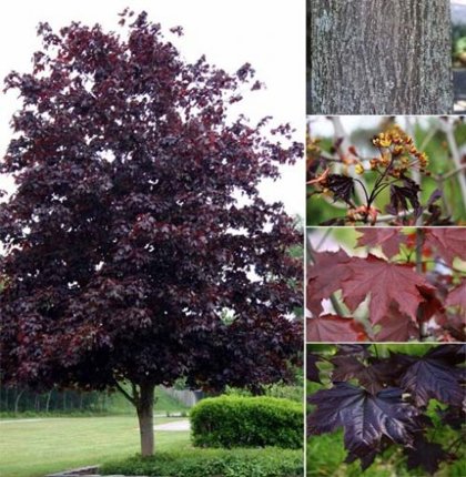 Acer platanoides "Royal Red” (KĻAVA)