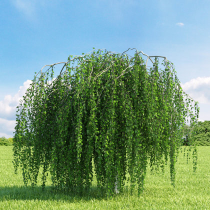 Betula pendula ''Youngii" (BĒRZS)