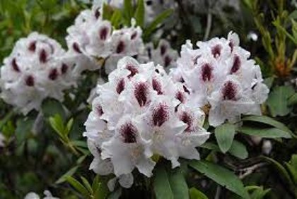 Rhododendron "Calsap" (RODODENDRS)