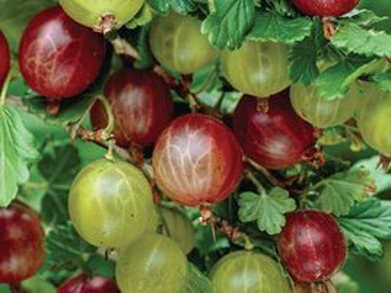 Ērkšķoga. Cena 10 eiro