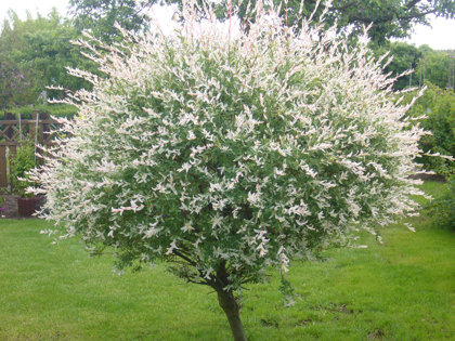 Salix integra ''Hakuro Nishiki'' (VĪTOLS)