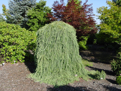 Larix decidua ''Pendula'' (LAPEGLE)