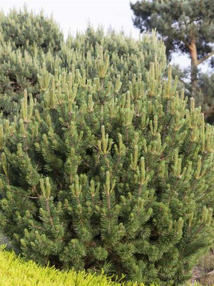 Pinus mugo var. Pumilio (KALNA PRIEDE)