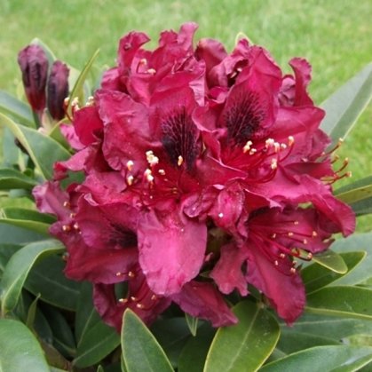 Rhododendron ''Kali'' (RODODENDRS)
