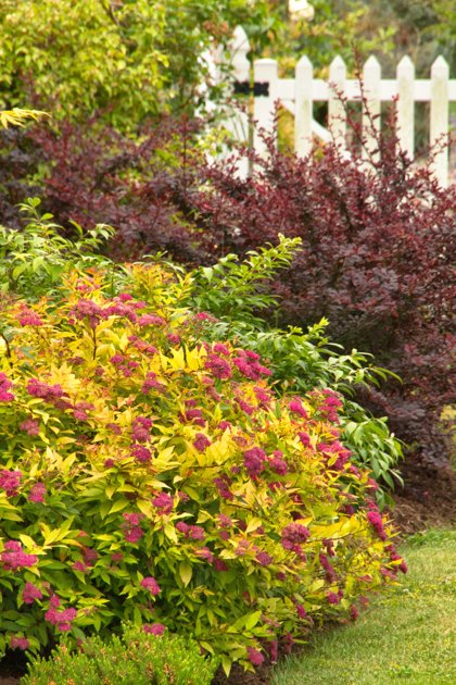 Spiraea japonica "Goldflame" (SPIREJA)