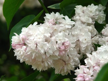 Syringa Vulgaris Krasavica Moskwy (CERIŅI)