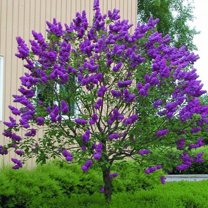 Syringa Vulgaris Andenken An Ludwig Spat (CERIŅI)