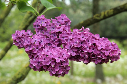 Syringa Vulgaris Charles Joly (CERIŅI)