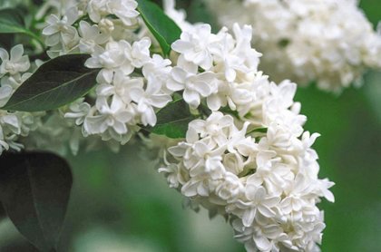 Syringa Vulgaris Madame Llemoine (CERIŅI)