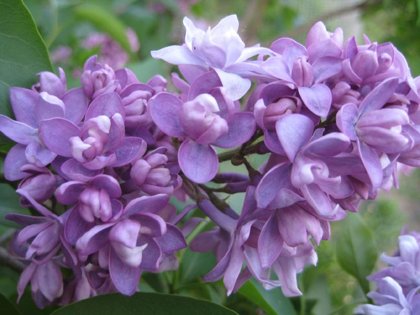 Syringa Vulgaris Nebo Moskwy (CERIŅI)