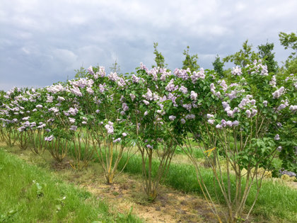 Syringa vulgaris ''Michel Buchner'' (CERIŅŠ)