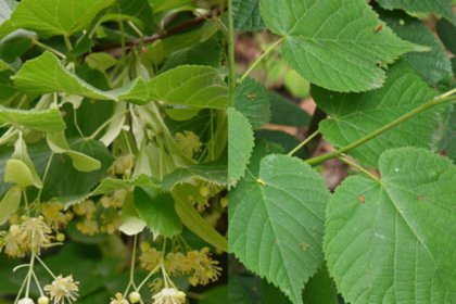 Tilia cordata (PLATLAPJU LIEPA)