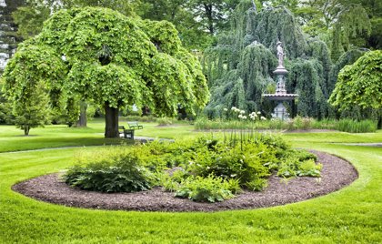 Ulmus ''Cumperdowni'' (GOBA)