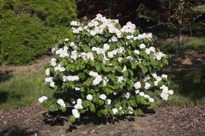 Viburnum opulus ''Nanum" (IRBENE)