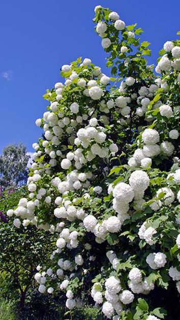 Viburnum opulus ''Roseum'' (IRBENE)
