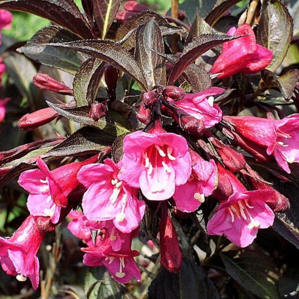 Weigela alexandra