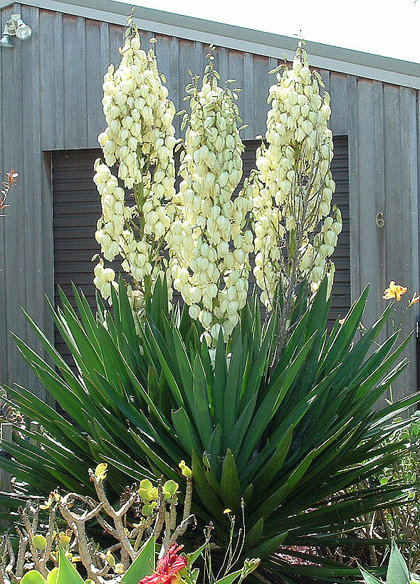 Yucca filamentosa (JUKKA)